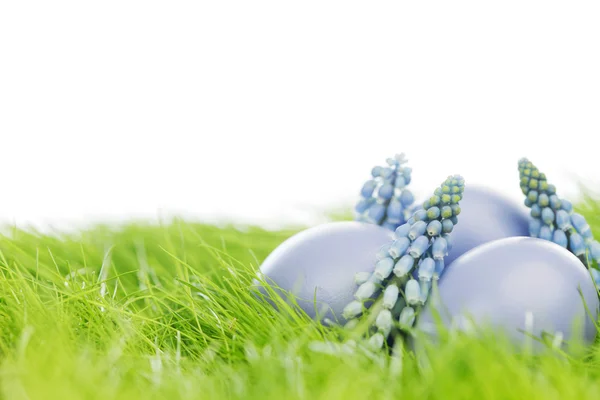 Easter eggs in grass — Stock Photo, Image