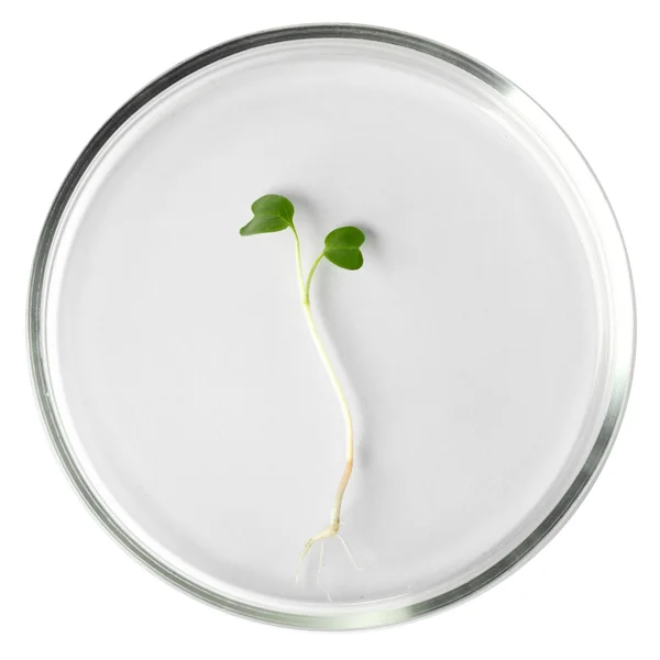 Seedling in petri dish — Stock Photo, Image