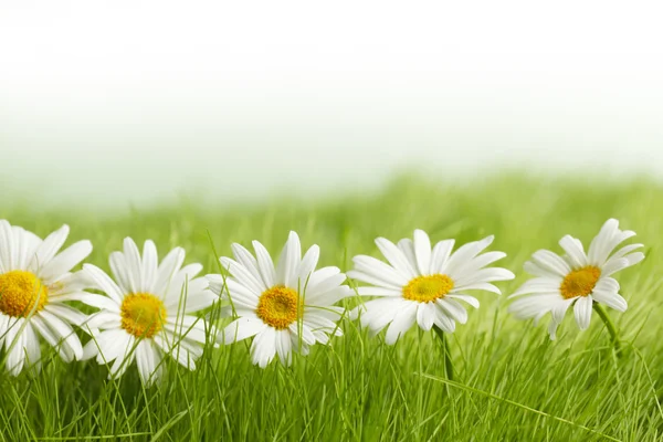 Fehér Margaréta virágok, zöld fűben — Stock Fotó