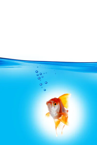 Gold fish in blue water — Stock Photo, Image