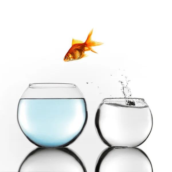Gold fish jumping to bigger bowl — Stock Photo, Image