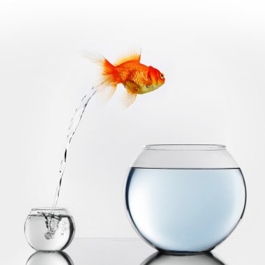 Gold fish jumping to big fishbowl clipart