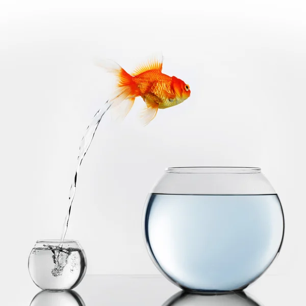 Gold fish jumping to big fishbowl — Stock Photo, Image