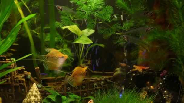 Beautiful aquarium — Stock Video