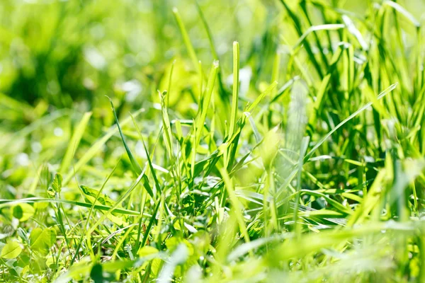 Gras im Park — Stockfoto