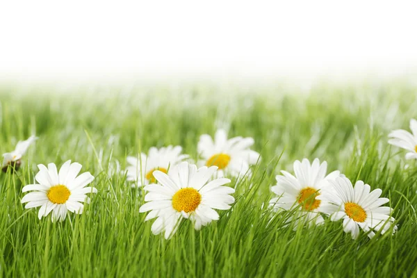 Beyaz papatya çiçekleri yeşil çimen — Stok fotoğraf