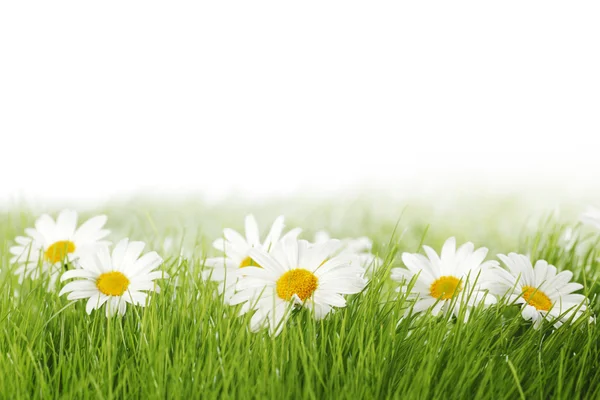 Spring meadow with daisies — Stock Photo, Image