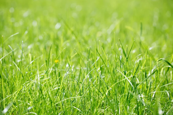 Gräs i parken — Stockfoto