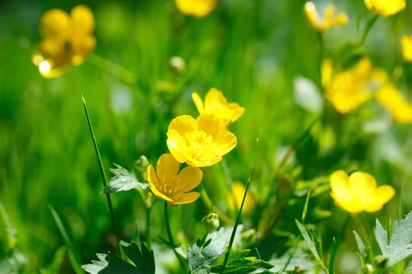 Yellow buttercup in green grass — Stock Photo, Image