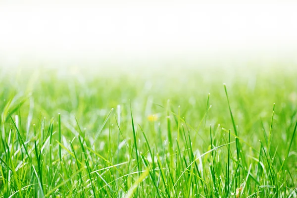 Grass in het park — Stockfoto