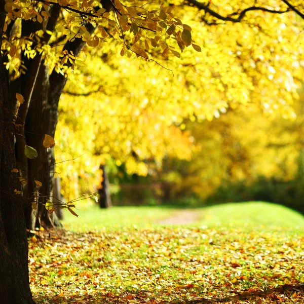 가을 공원의 다채 로운 잎들 — 스톡 사진