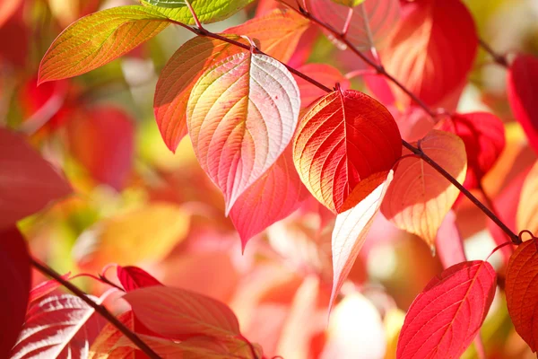 Ramo de árvore com folhas de outono — Fotografia de Stock