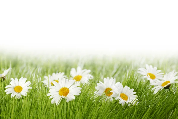 Білі ромашкові квіти в зеленій траві — стокове фото
