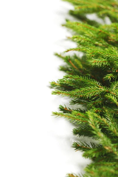 Christmas tree branch — Stock Photo, Image