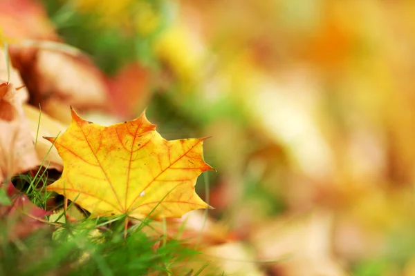 Bunte Herbstblätter — Stockfoto