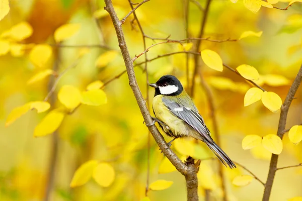 Carbón común Tit en el árbol — Foto de Stock