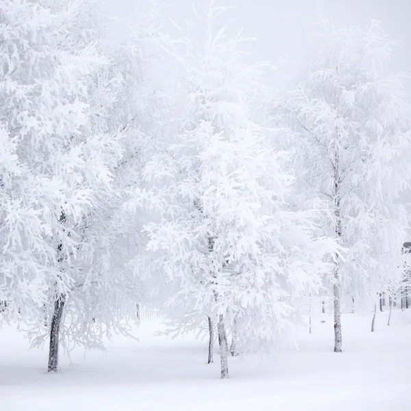 Zimowy las ze śniegiem — Zdjęcie stockowe