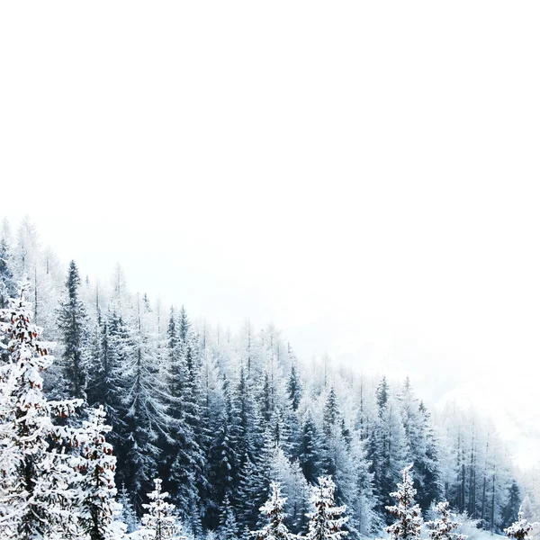 覆盖着雪的森林 — 图库照片