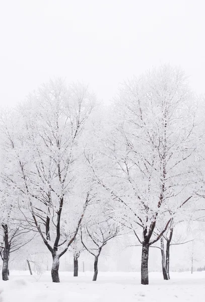 Vinterskog med snö — Stockfoto