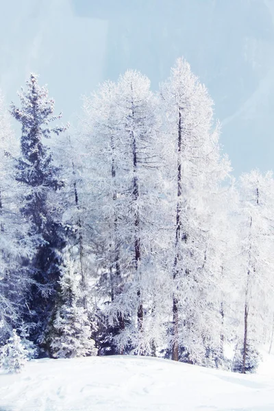 覆盖着雪的森林 — 图库照片