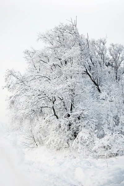 雪のある冬の森 — ストック写真