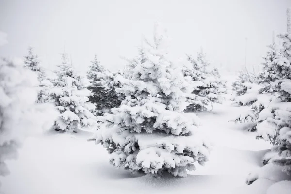 Bosque de invierno con nieve — Foto de Stock