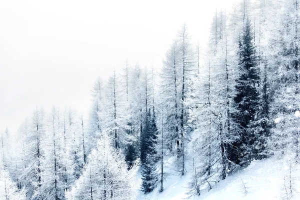 Schneebedeckte Wälder — Stockfoto