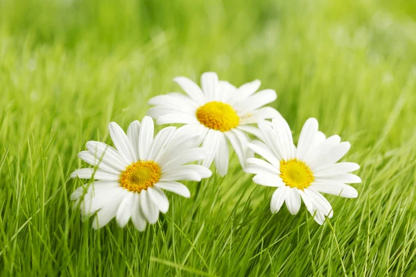 Chamomile flowers in g — Stock Photo, Image