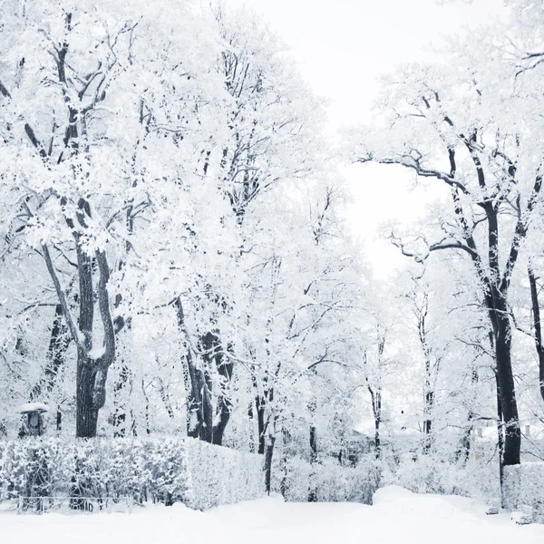 有雪的冬季森林 — 图库照片