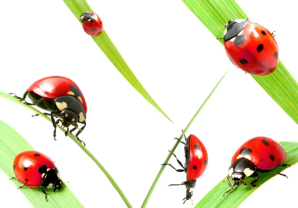 Lieveheersbeestje op gras — Stockfoto