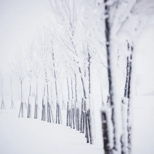 有雪的冬季森林 — 图库照片