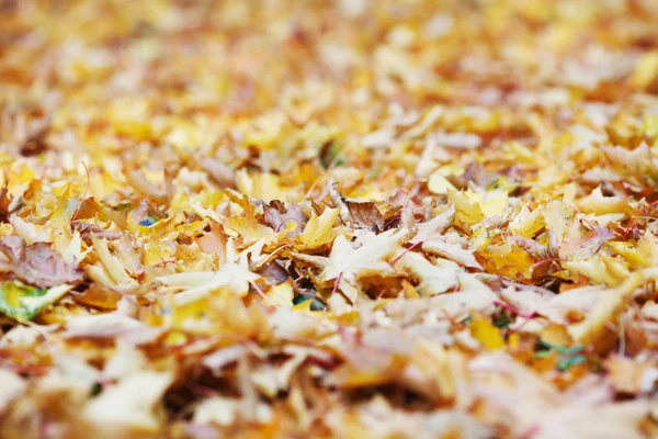 Autumn leaves on ground — Stock Photo, Image