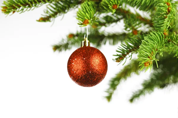 Branch of Christmas tree — Stock Photo, Image