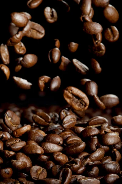 Graines de café tombantes — Photo