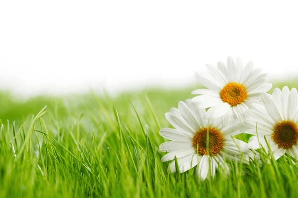 Beyaz papatya çiçekleri yeşil çimen — Stok fotoğraf