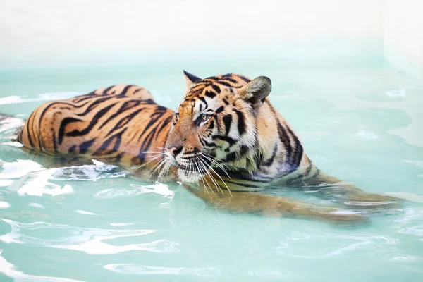 Tijger ligt in zwembad — Stockfoto