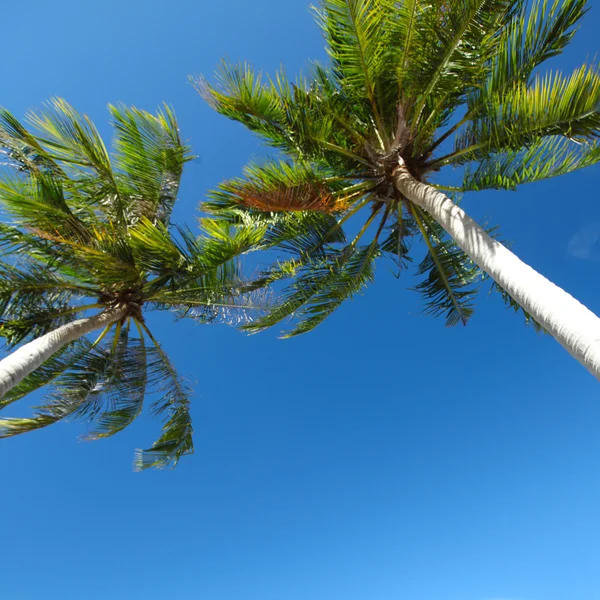 Palm bomen lage hoek uitzicht op de blauwe hemelachtergrond — Stockfoto