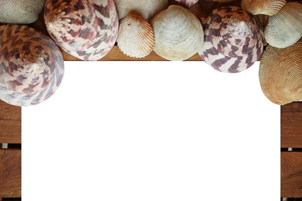 Морские раковины на древесине — стоковое фото