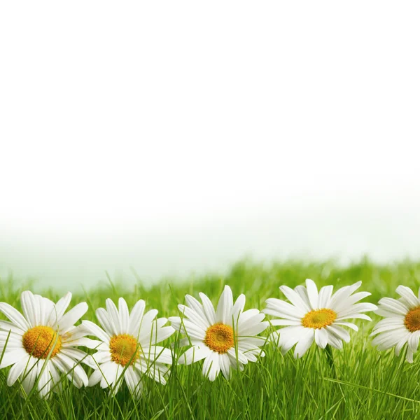 Kamillenblüten im frischen frühlingshaften grünen Gras aus nächster Nähe — Stockfoto