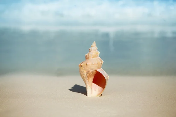 Seashell on beach — Stock Photo, Image