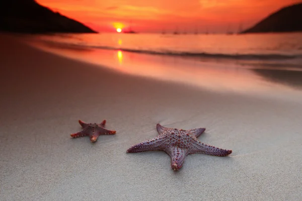 Seestern am Strand — Stockfoto