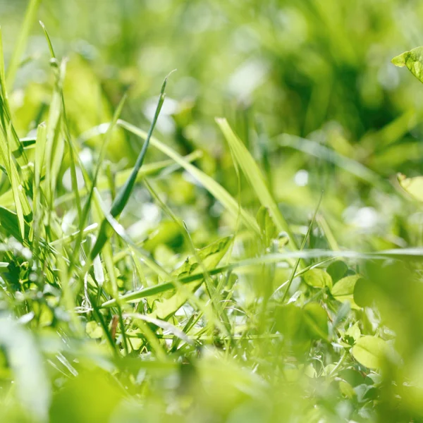 Grass in het park — Stockfoto