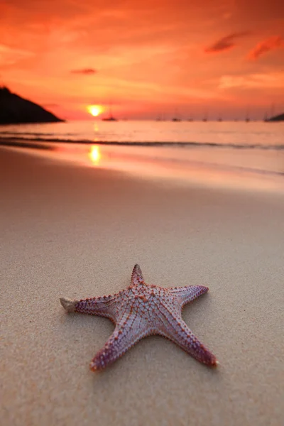 Seestern am Strand — Stockfoto