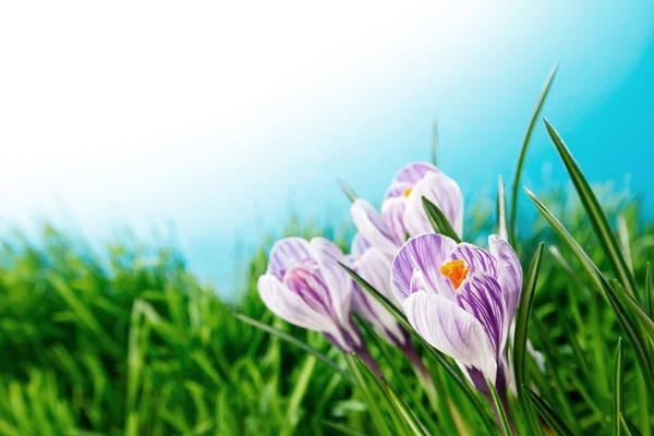 Crocus blommor i färsk våren gräs under blå himmel — Stockfoto