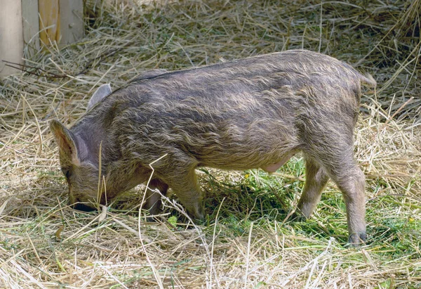 Los jabalíes jóvenes comiendo heno — Foto de Stock