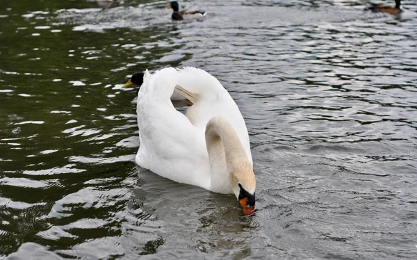 El cisne blanco —  Fotos de Stock