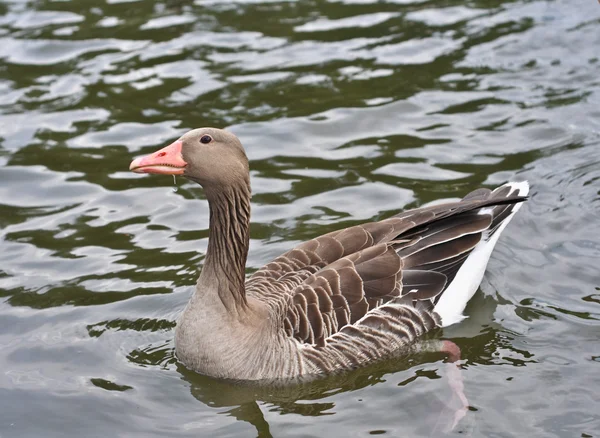 El pato gris —  Fotos de Stock