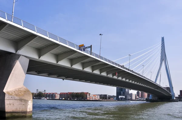 Erasmus bridge in rotterdam niederland holland — Stockfoto