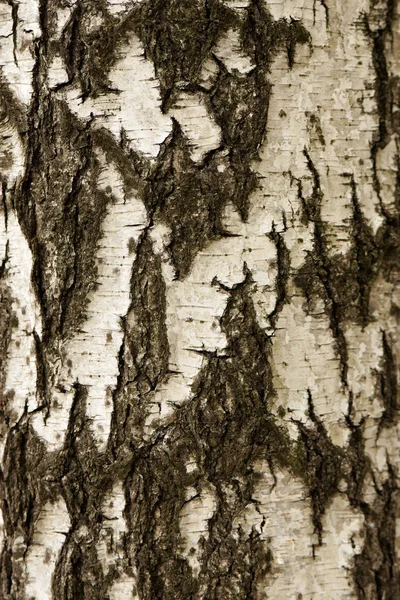 Textur der weißen Birkenrinde — Stockfoto