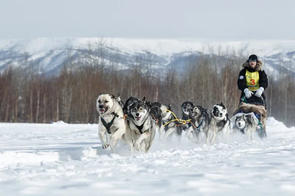 Traditional Kamchatka Sled Dog Race Beringia